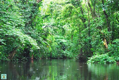 🌍 Guía Para Visitar Tortuguero En Costa Rica De Mayor Quiero Ser