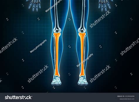 Tibia Shinbone X Ray Front Anterior View Stock Illustration