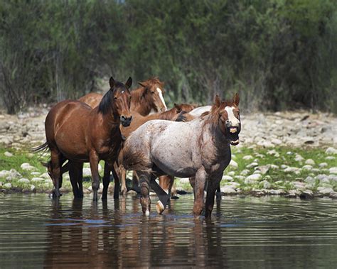 Wild Horses, A Horse Photographer's day at the Salt River - Jody L ...