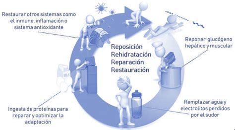 Objetivos Principales De Las Estrategias Nutricionales Durante La Fase