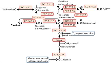 Nicotinate And Nicotinamide Metabolism In Lactococcus Raffinolactis