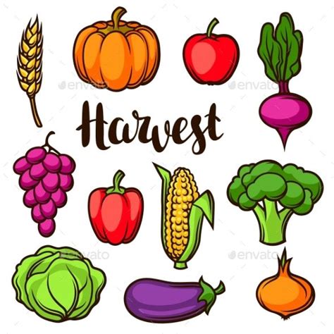 Harvest Set Of Fruits And Vegetables Fruits Drawing Vegetable