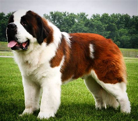 St Bernard Husky Mix