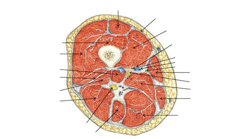 Bovenbeen Dwarse Doorsnede Midden Diagram Quizlet