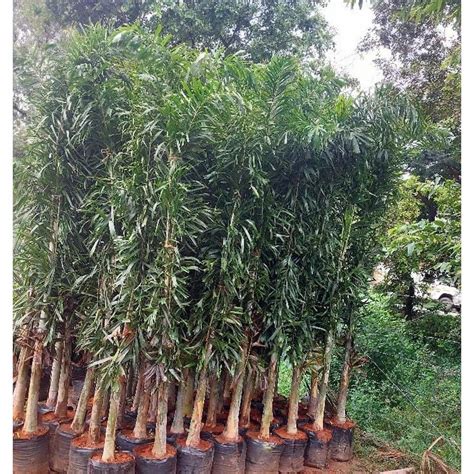 Alkaline Hyophorbe Lagenicaulis Foxtail Palm Tree For Plantation 10