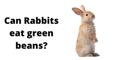 Can Rabbits Eat Green Beans 3 Things You Should Know Rabbit Mag