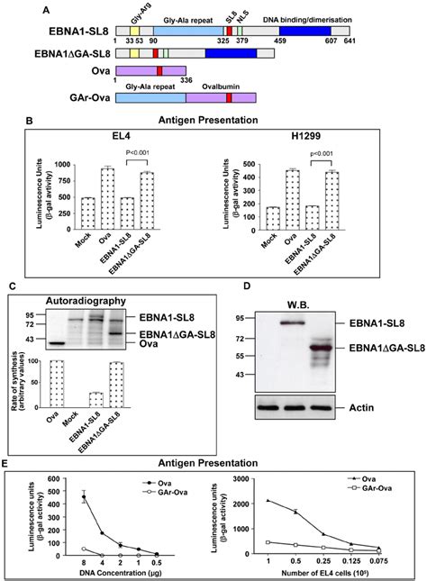 Inhibition Of EBNA1 Synthesis Prevents Presentation Of Peptides Derived