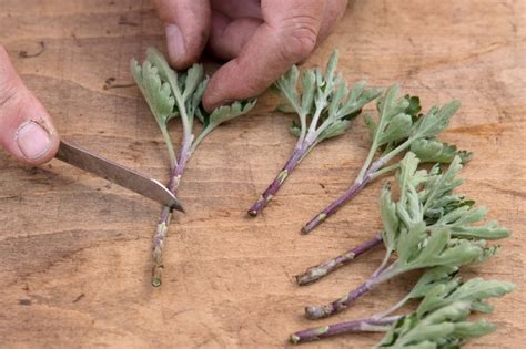 How To Grow Chrysanthemums Bbc Gardeners World Magazine