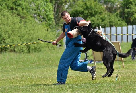 What Is Schutzhund Training? - German Shepherd Dog HQ