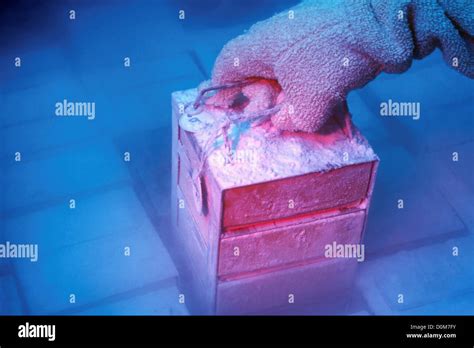 Hybridoma Cells Are Preserved In Liquid Nitrogen Stock Photo Alamy