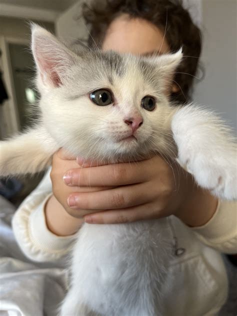 Chat Animaux À Donner