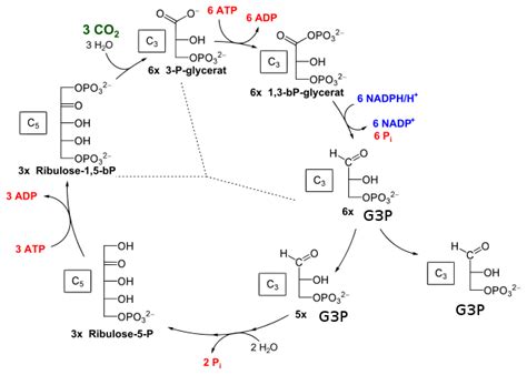 Carbon Fixation Biological Principles