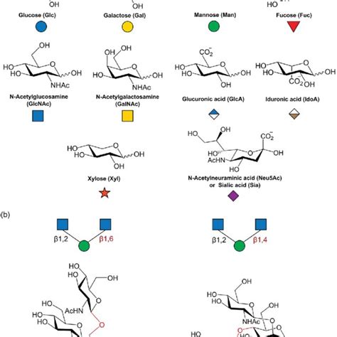 A Three Main Types Of N Glycans The Conserved Pentasaccharide Core