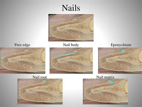 The Integumentary System Online Presentation