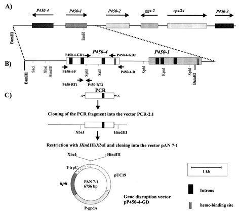 The P450 4 Gene Of Gibberella Fujikuroi Encodes Ent Kaurene Oxidase In