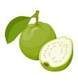 Guava Tasty Edible Tropical Green Fruit Icon Vector Image