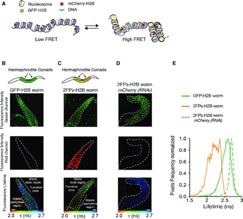 Chromatin Compaction Monitored By FLIM FRET In Gonads Of Living Adult