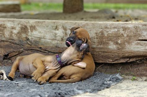 Cute Puppies Playing Royalty Free Stock Photo - Image: 11211425