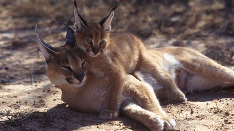 The Caracal's Got Super Jumping Game and Satellite Dish Ears ...