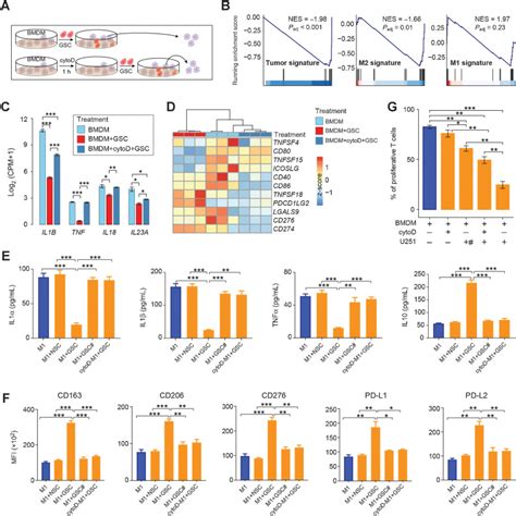 Phagocytosis Of Glioma Cells Enhances The Immunosuppressive Phenotype