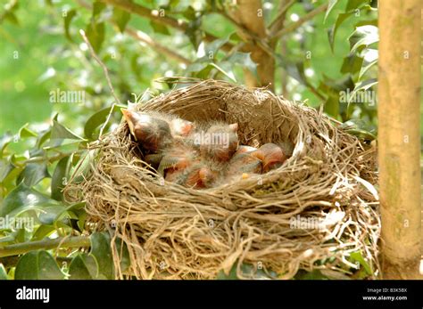 hatchling baby birds  nest stock photo alamy