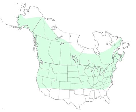 Types Of Ladybugs Found In Canada Id Guide Bird Watching Hq