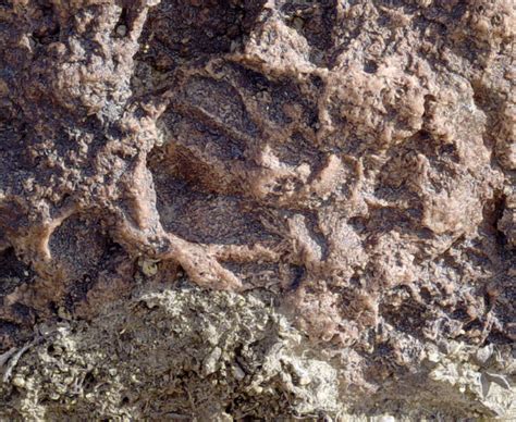 Coral fossils in metamorphic rock? - Fossil ID - The Fossil Forum