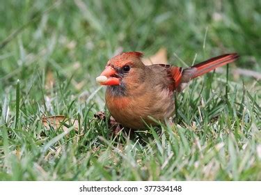 Feeding Female Northern Cardinal Stock Photo 377334148 | Shutterstock