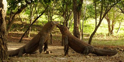 Fakta Menarik Pulau Komodo Yang Harus Anda Tahu