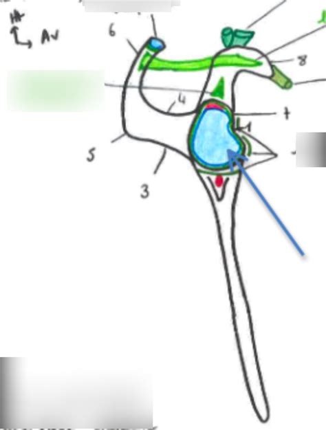 Diagramme De Vue Lat Rale De La Scapula Quizlet