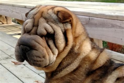 5 Wrinkly Dog Breeds