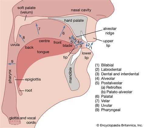 Speech Voice Production Acoustics Physiology Britannica