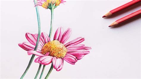 Flowers Drawing With Color Pencil Best Flower Site