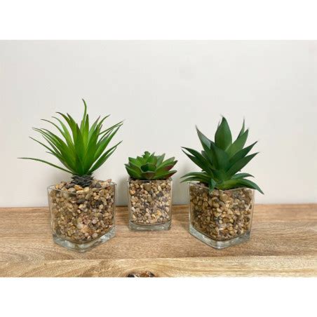 Ensemble De Trois Fausses Plantes Succulentes Dans Des Pots En Verre S