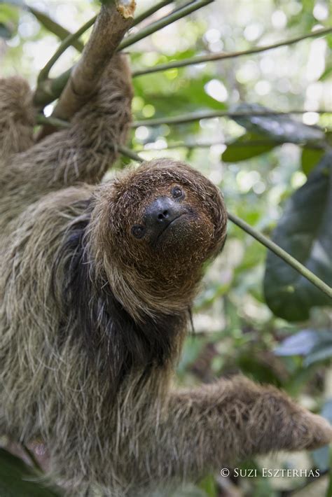 How many Sloths are left in the world? |The Sloth Conservation Foundation