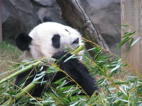 Mei Lan Zoo Atlanta Patty926 Flickr