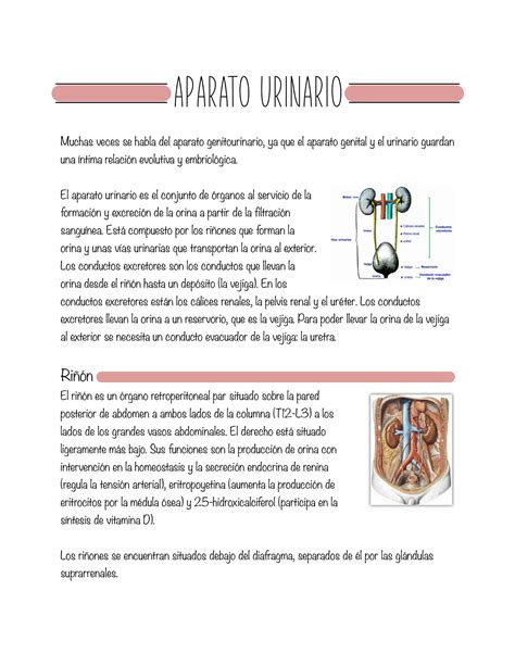 Solution Aparato Urinario Studypool