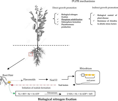 Potential of Rhizobia in Improving Nitrogen Fixation and Yields of ...