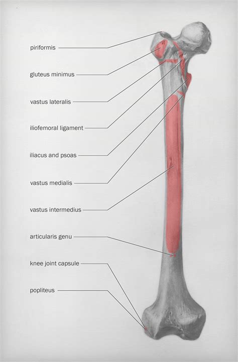 Femur Gelabeld