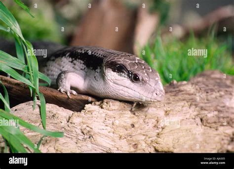 Common Or Eastern Blue Tongued Skink Tiliqua Scincoides Scincoides