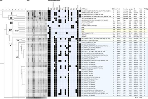 Dendrogram Of Smai Pfge Macrorestriction Patterns With Selected