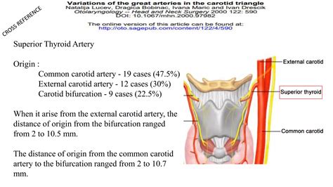 Anterior Triangles Of Neck Ppt