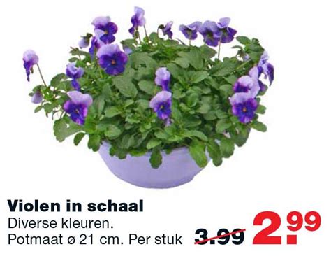 Violen In Schaal Aanbieding Bij Praxis 1Folders Nl