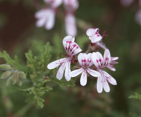 Xeriscaping plants: 10 climate-appropriate planting options | Homes ...