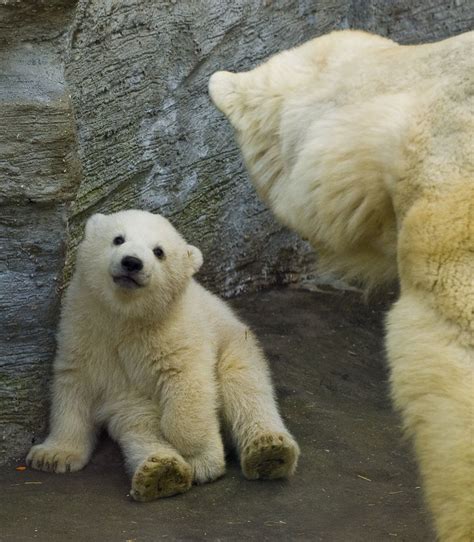 What is Cuter Than a Baby Polar Bear? | Unofficial Networks