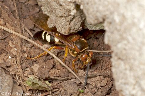 Yellow Legged Hornet Found In Georgia Nc State Extension