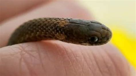 What Do Baby Snakes Look Like - Katynel