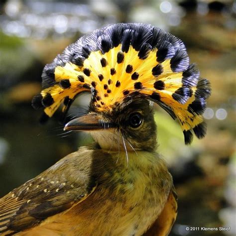 Амазонский венценосный мухоед (Onychorhynchus coronatus) | Домашние ...