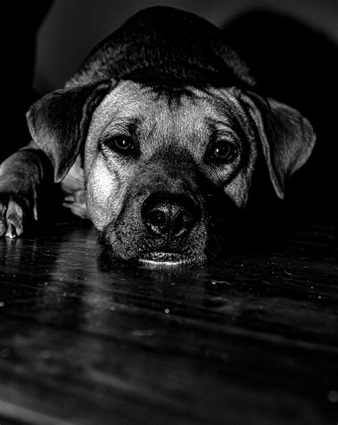 Köpek Evcil Hayvan Pixabay de ücretsiz fotoğraf Pixabay