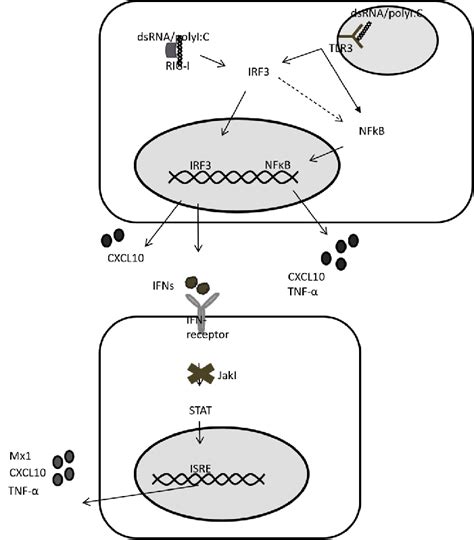 Rig I And Tlr3 Signalling In D20 Hlcs Both Rig I And Tlr3 Signal Via